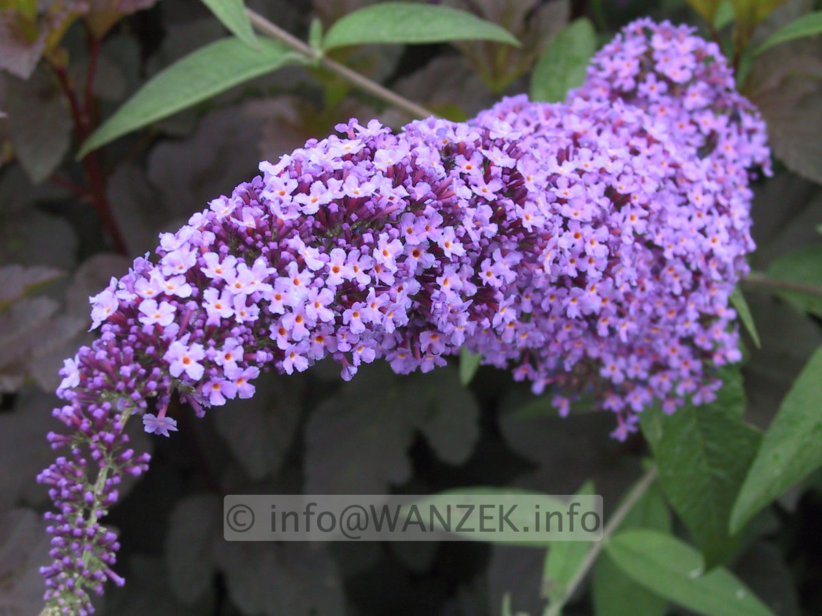 Buddleja Hybride Ile De France 02.JPG
